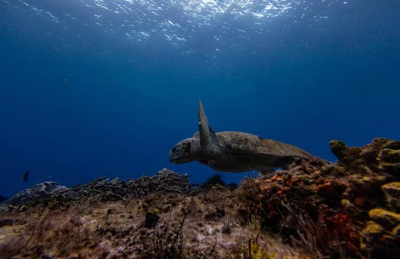 Les pays d’Asie du Sud-Est fonctionnent comme une source, un consommateur et un entrepôt pour la faune sauvage provenant de la région ainsi que du reste du monde. (Photo : Reuters)