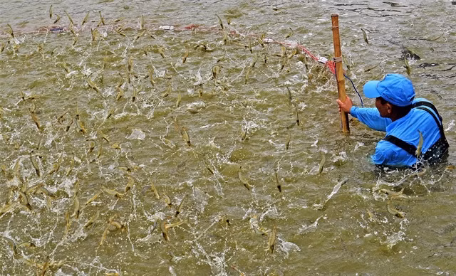 Élevage de crevettes dans la province de Cà Mau. Phôt : VNA