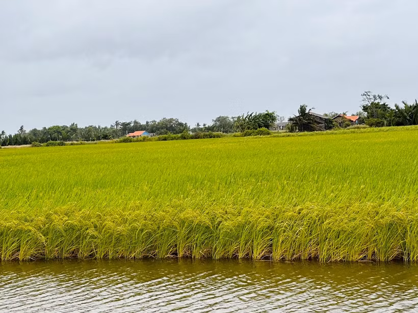 Coopérative agricole, commerciale, de production et de services Chau Hung, province de Tra Vinh. Photo: lmhtx.travinh.gov.vn
