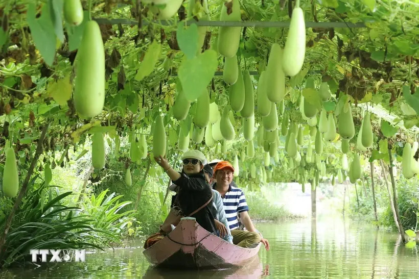 L'agrotourisme, englobant des activités liées à l’agriculture, aux agriculteurs et aux paysages ruraux, est un type de tourisme innovant offrant des expériences immersives, divertissantes et éducatives, de plus en plus prisé. Photo : VNA
