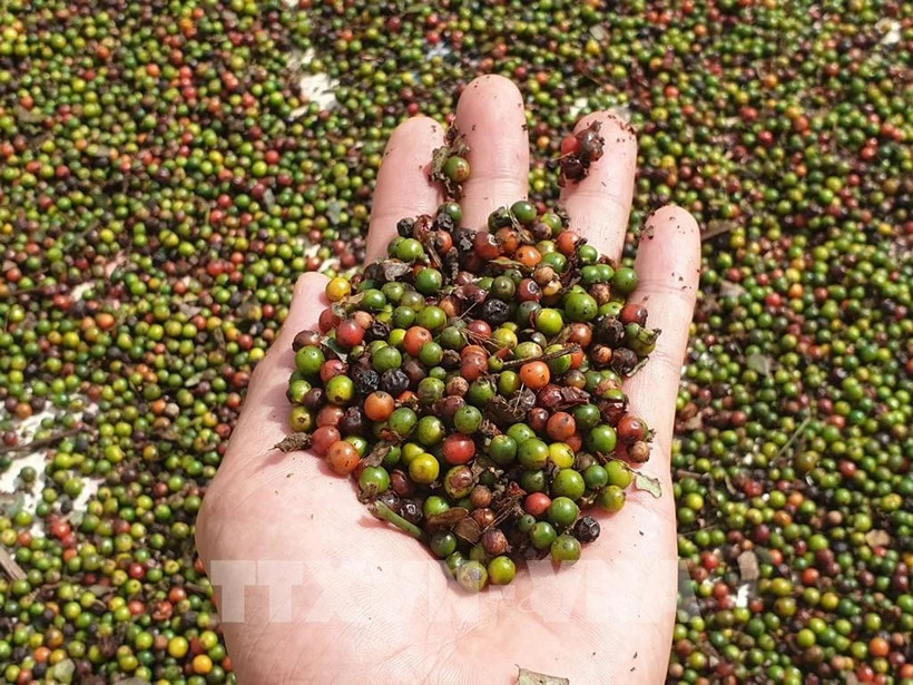 Rien qu'en novembre, le Vietnam a expédié à l'étranger 15 948 tonnes de poivre de tous types, d'une valeur de 106,5 millions de dollars. (Photo : VNA)