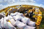 La promotion de la conclusion d’accords et de protocoles d’accord sur le commerce du riz constitue une stratégie essentielle permettant au Vietnam d’élargir ses débouchés et d’améliorer les revenus des agriculteurs. 