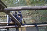 Famille de langurs à croupion blanc au Centre de sauvetage des primates menacés. Photo : dantri.com.vn