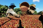 En 2025, les exportations de café vietnamien devraient continuer à croître grâce à une augmentation de l’offre et à une demande mondiale en expansion. Photo: VNA