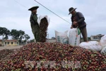 Des agriculteurs récoltent des grains de café dans la ville de Buôn Ma Thuôt, dans la province de Dak Lak, dans les Hauts Plateaux du Centre. Photo : VNA