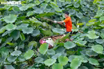 De fin mai à juin, les producteurs de thé au lotus Bách Diệp connaissent leur période la plus active de l’année. Photo : VTC