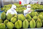 En 2024, le Vietnam a exporté environ 1,5 million de tonnes de durians, avec près de 180.000 hectares cultivés, soit six fois plus qu'en 2015. Photo: kinhtedothi.vn