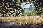 Papillons au Parc national de Cuc Phuong. Photo: dulichninhbinh.com.vn
