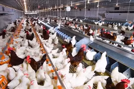 Modèle d’élevage de poulets en circuit fermé à l’échelle d’une ferme moderne. Photo: VNA