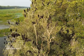 De nombreuses espèces d’oiseaux viennent s’installer et vivre au Parc national de Tram Chim. Photo: VNA