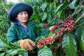 Pour la nouvelle campagne 2025-2026, la productivité du café devrait augmenter d’environ 10%. Photo: thanhnien.vn