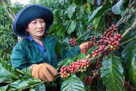 Pour la nouvelle campagne 2025-2026, la productivité du café devrait augmenter d’environ 10%. Photo: thanhnien.vn