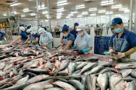 Transformation des pangasius pour l'exportation. Photo: sggp.org.vn