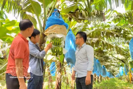 Les nouvelles technologies variétales, moteur de la montée en gamme de l’agriculture vietnamienne. Photo: VNA