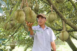 Le durian vietnamien pourrait dépasser 4,5 milliards de dollars d’exportations en 2026. Photo: VNA