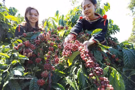 Le café figure parmi les principaux produits d’exportation du Vietnam affichant une forte croissance. Photo: VNA