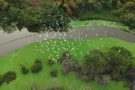 Thung Nham, un paradis ornithologique au cœur de Ninh Binh 