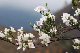 Dien Bien prend soin de ses fleurs de bauhinie pour son prochain festival