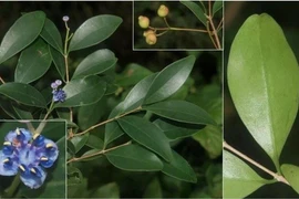 « Sầm cuống dài » (Memecylon longipedunculatum), une nouvelle espèce de la famille des Melastomataceae. Photo: Institut de biologie tropicale du Vietnam