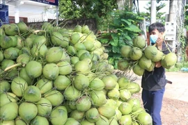 Noix de coco destinées à l'exportation. Photo: VNA