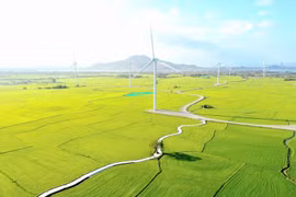 Le parc éolien de Dâm Nai. Photo: VNA
