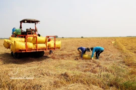 Récolte du riz de la campagne hiver-printemps dans la province d'An Giang. Photo: VNA
