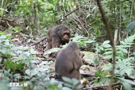 Onze primates rares relâchés dans la nature à Nghe An