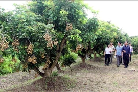 Le longane de Hung Yên. Photo: VNA