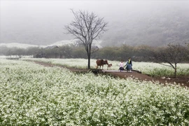 Au printemps, les champs de moutarde blanche s’embrasent eux aussi d’une floraison éclatante. Photo: Vietnam Illustré