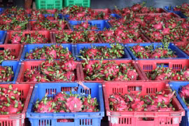 Les fruits du dragon de Tiên Giang. Photo: VNA