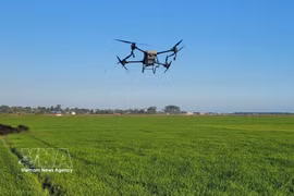 Utilisation d'un drone pour l'épandage de pesticides dans les rizières d'An Nhut, commune de Long Diên, Hô Chi Minh-Ville. Photo: VNA