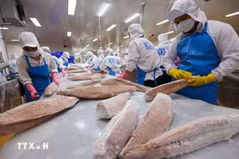 Transformation de thons pour les exportations. Photo: VNA