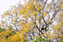 La couleur jaune des "Lim Xet" dans la péninsule de Son Tra 
