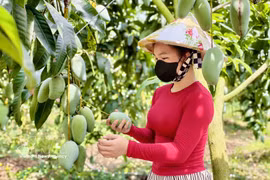 Les mangues de la province d’An Giang séduisent de nombreux marchés exigeants. Photo: VNA