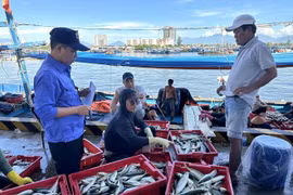 Un employé de l’équipe de gestion du port de Thọ Quang inspecte la quantité de poissons débarqués par un bateau de pêche à son arrivée au port. Photo: VNA