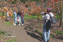 Des touristes à Môc Châu. Photo: VNA