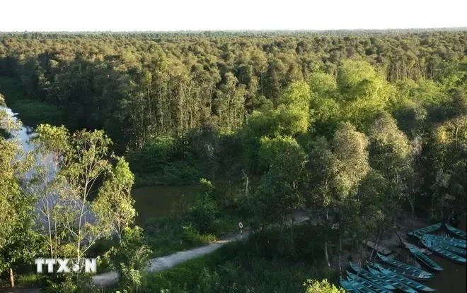 Mangrove de Gao Giong. Photo: VNA