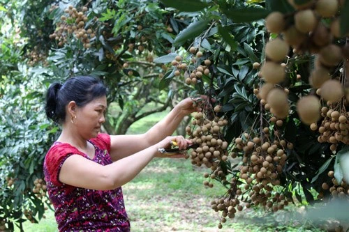 Hoa Binh exporte un premier lot de longanes de Son Thuy vers l'UE