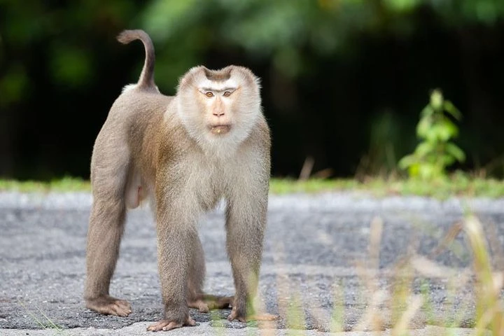 Trois macaques à queue de cochon relâchés dans la nature