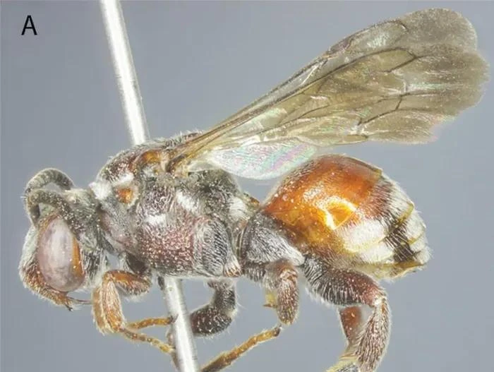 La nouvelle espèce d'abeille est découverte dans le parc national de Vu Quang. Photo: Académie des sciences et technologies du Vietnam