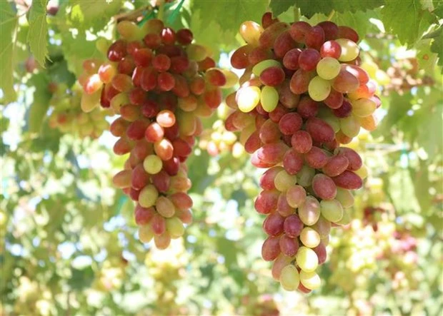 Le concours de treillis de vigne de Ninh Thuan apportera des expériences intéressantes aux visiteurs