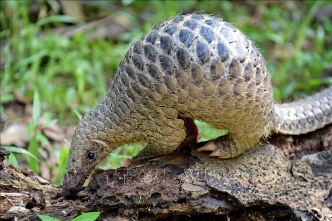 Tay Ninh relâche 444 animaux sauvages dans la nature