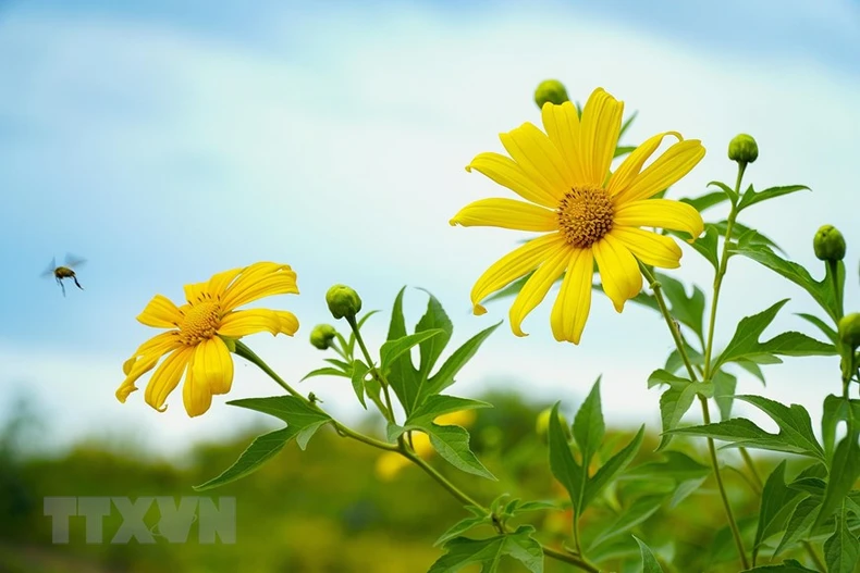 Contempler des tournesols mexicains dans la province de Dien Bien