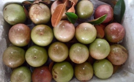 Une décennie d’efforts pour exporter des pommes étoilées vers les États-Unis 