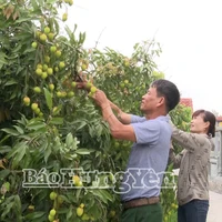 Dans une semaine, le district de Phu Cu, connu comme la capitale du litchi à maturation précoce de la province de Hung Yên (Nord), entamera sa récolte. Photo : https://baohungyen.vn/