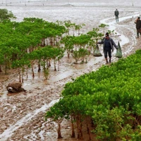 Le parc national de Xuan Thuy, situé dans le district de Giao Thuy (province de Nam Dinh), est la première zone humide d’Asie du Sud-Est à participer à la Convention internationale RAMSAR ; reconnue par l'UNESCO comme la zone centrale de la réserve mondiale de biosphère du delta du fleuve Rouge. Sur la photo : des gens exploitent des produits aquatiques et des fruits de mer sous la canopée de la forêt de mangrove dans le parc national de Xuan Thuy (Nam Dinh). Photo : Lam Khanh – VNA