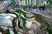 Lors de la période du repiquage, le paysage se pare du vert tendre des jeunes plants de riz alternant avec les reflets de l'eau, créant un tableau poétique et paisible au cœur des montagnes du Nord-Ouest. Photo : VNA