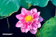 Le lotus du lac de l’Ouest dévoile sa beauté au cœur de Hanoï