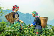 Le thé de Suoi Giang : d’héritage des régions montagneuses à marque vietnamienne reconnue