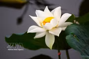 Des lotus anciens de Hué sont sélectionnés pour parfumer le thé. Photo : VNA